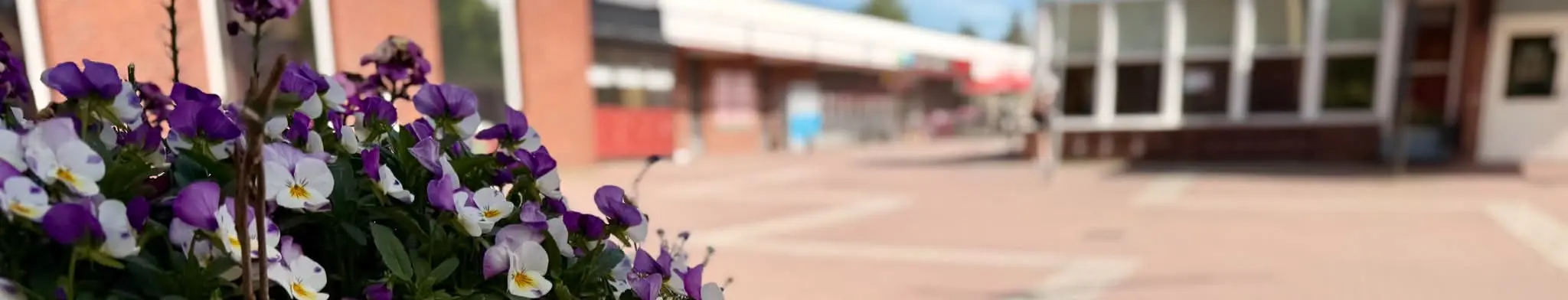Penséer i blom framför Krusboda centrum en sommardag.